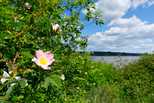Flowering plants on the banks of the Elbe near Finkenwerder, Hamburg