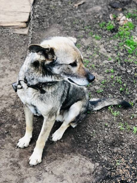 istock A yard dog on a chain to protest the house 1241738528