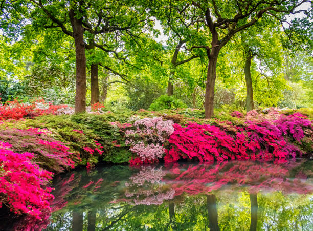 Pond, Isabella Plantation, London Found this amazing place in the Richmond Park in Central London. Just loved the reflections and colour in and around the water. richmond park stock pictures, royalty-free photos & images
