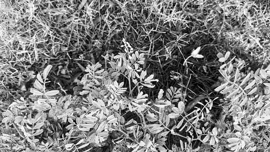 black and white view of small leaves