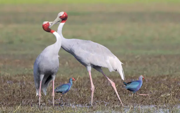 A beautiful sarus crane couple making love