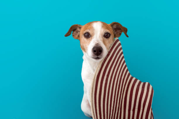 istock Cute dog with summer hat 1241746226