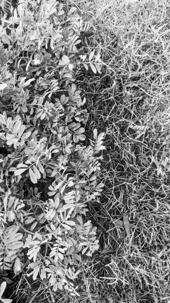 istock black and white view of small leaves 1241747896
