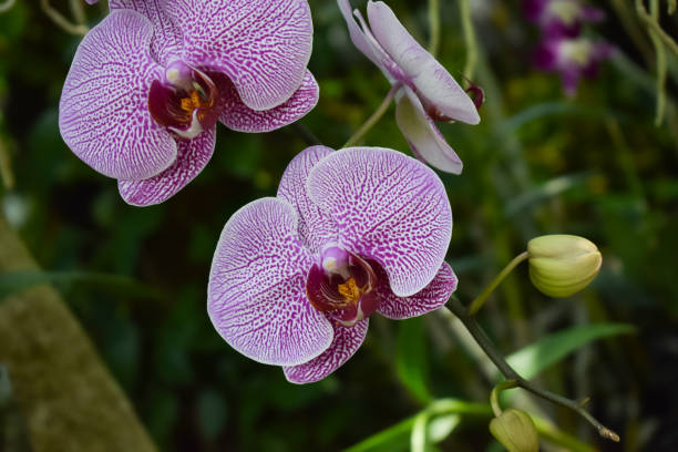 istock Orchid branch hanging from the tree 1241754018