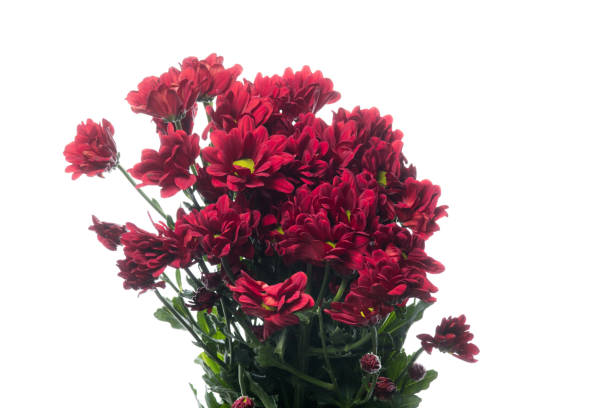 istock Beautiful flowers isolated on white studio background. Design elements. Blooming, spring, summertime. 1241754568
