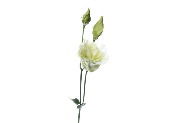 istock Beautiful flowers isolated on white studio background. Design elements. Blooming, spring, summertime. 1241754631