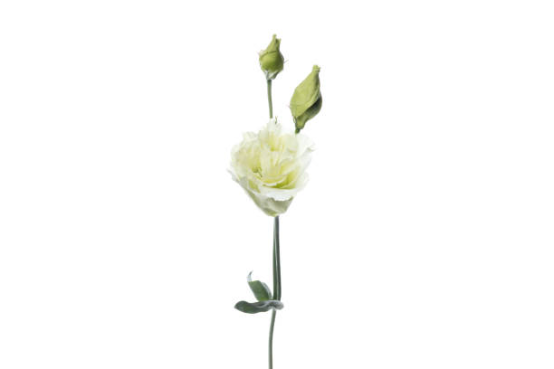 istock Beautiful flowers isolated on white studio background. Design elements. Blooming, spring, summertime. 1241754638