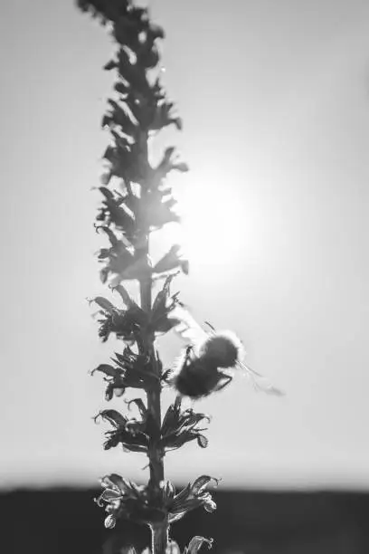 A monochrome back lit image of a tall saliva plant with a bumble bee with his wings spread at the side looking cute. There is some motion blur