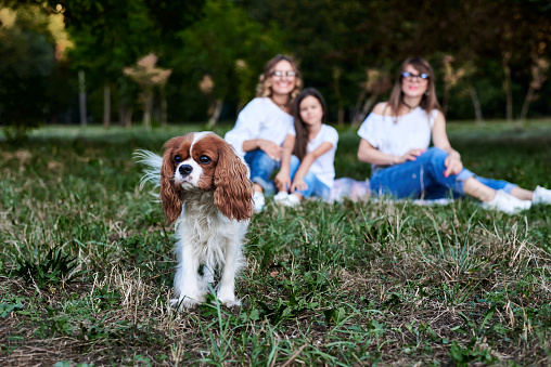 Three girls, wearing white shirts and blue jeans, sitting on grass, playing with small dog in park. Cavalier king charles spaniel in front of three women, running in forest.