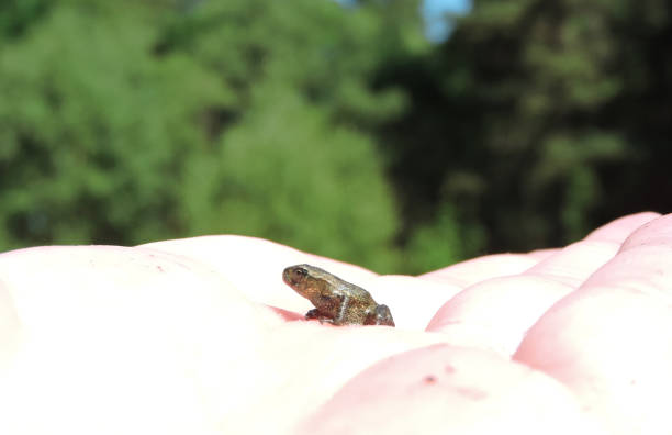 a small common frog on a human hand - tadpole frog human hand young animal imagens e fotografias de stock