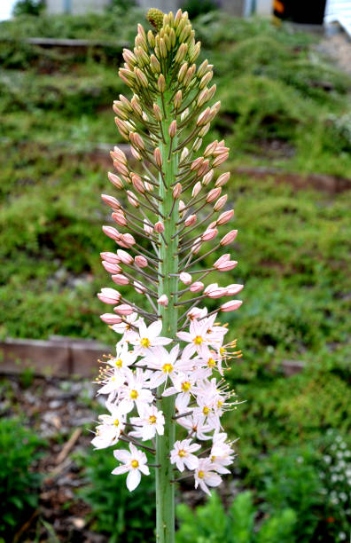 eremurus robustus pradaria canteiro de flores com grandes perenes sábios e pontas amarelas altas que florescem gradualmente de baixo para cima atraem borboletas flor ornamental jardim jardim exuberante primavera verde - grass area field hill prairie - fotografias e filmes do acervo