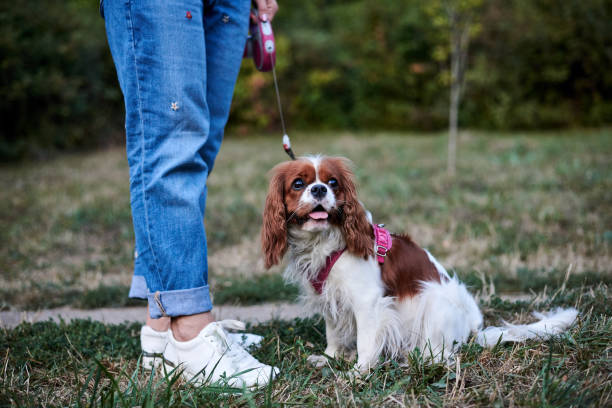 istock Family walk with dog 1241765931