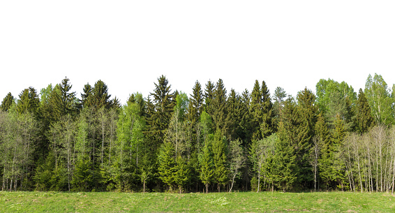 The edge of a forest with deciduous and coniferous trees, natural background.