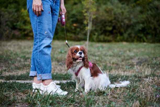 istock Family walk with dog 1241767552