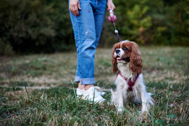 istock Family walk with dog 1241768249