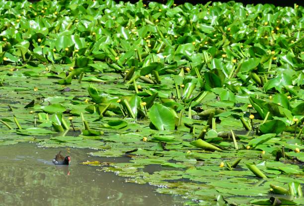 istock Moorhen swimming on a pond in Horley, Surrey. 1241773953