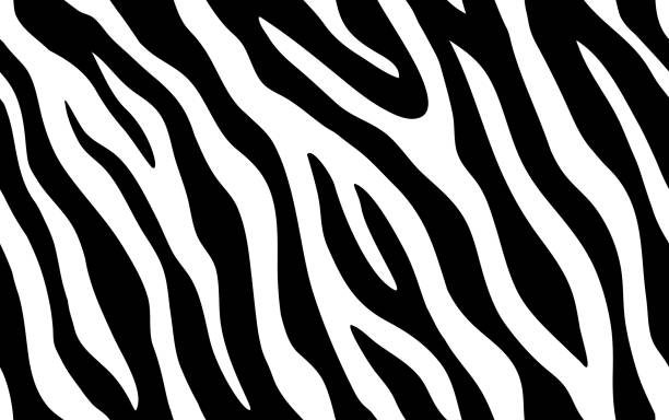 stockillustraties, clipart, cartoons en iconen met zebra strepen naadloos patroon. tiger strepen huid print ontwerp. het wilde dier verbergt kunstwerkachtergrond. zwarte en violette vectorillustratie - tiger