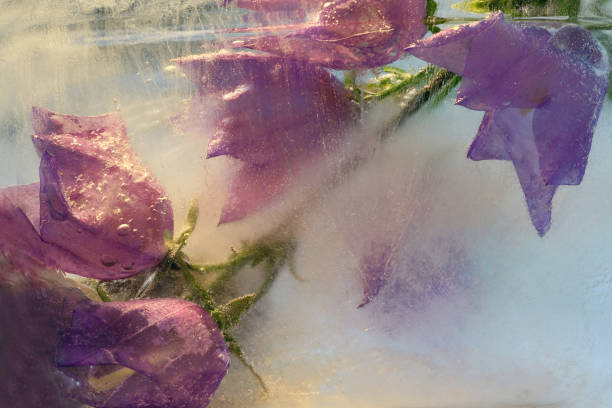 istock Background of bell  flower   in ice   with air bubbles. 1241777352