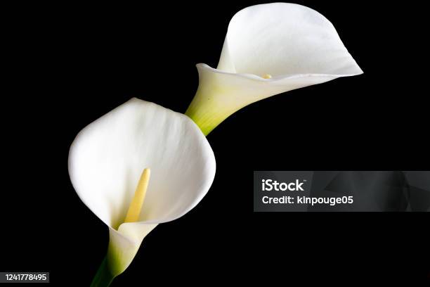 White Calla Lilies On Black Background Stock Photo - Download Image Now - Calla Lily, Black Background, Flower