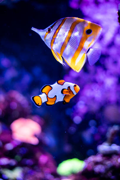 istock Clownfish in fish tank 1241779044