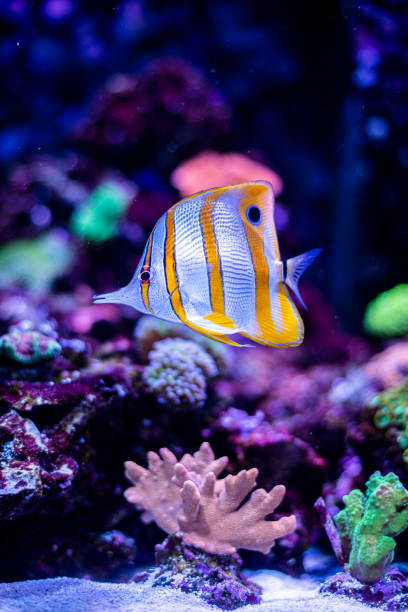 istock Clownfish in fish tank 1241780680