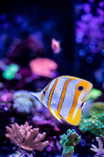 Saltwater fish in a fish tank.
