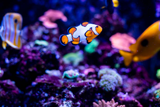 Clownfish in fish tank Saltwater fish in a fish tank. blue damsel fish photos stock pictures, royalty-free photos & images