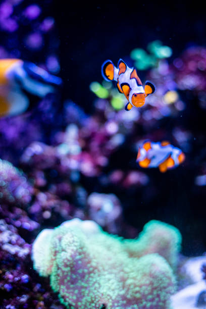 istock Clownfish in fish tank 1241781804