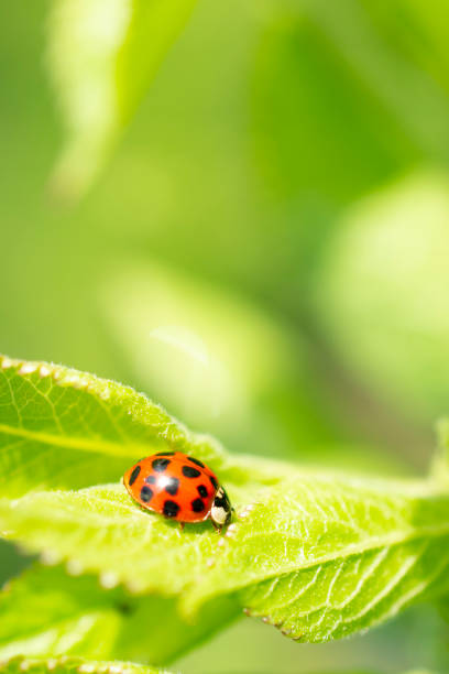 istock Green fresh grass leaves with selective focus and ladybug in focus during positive sunny day, vertical orientation blurred nature background. 1241787373