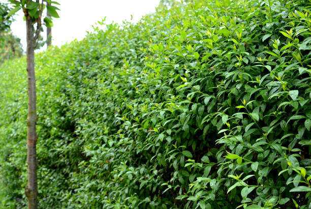ligustrum ovalifolium vulgare siepe verde tagliato nel giardino cortile alberi da prato in vicolo retta sempreverde bordo rotondo - privet foto e immagini stock