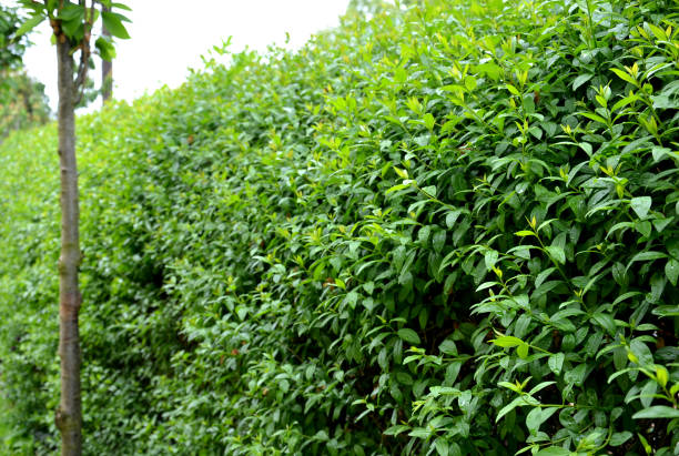 ligustrum ovalifolium vulgare green hedge trimmed in the garden yard lawn trees in row alley evergreen edge round nature, garden, green, forest, path, fence, landscape, tree, trees, park, wood, plant, grass, agriculture, rural, countryside, farm, summer, gate, wine, spring, wooden, vineyard, vine, plants, ligustrum, ovalifolium, hedge, round, evergreen, lawn, wall, trimming, trimmed, row, alley, prunus, serrulata, upper, edge, gardening, small, cutting, line privet stock pictures, royalty-free photos & images