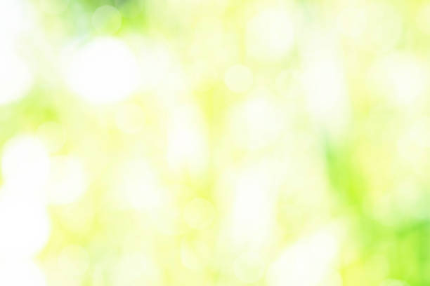 istock Sunny defocused green nature background, abstract bokeh effect's element for your design. 1241796303