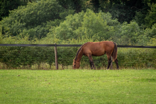 istock A Brown Horse in a Field, Ireland 1241796428