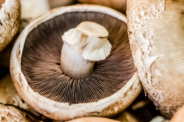 istock Mushroom mushroom close up photo 1241796854
