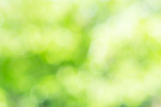 istock Sunny defocused green nature background, abstract bokeh effect's element for your design. 1241802857