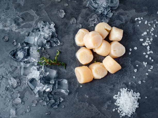 Fresh scallops on a stone background with ice