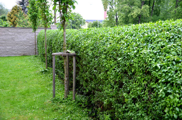 ligustrum ovalifolium vulgare siepe verde tagliata nel giardino cortile alberi prato in fila vicolo bordo sempreverde rotondo - privet foto e immagini stock
