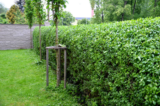 ligustrum ovalifolium вульгарный зеленый хедж обрезается в саду двор газон деревья в строке аллея вечнозеленых края круглый - privet стоковые фото и изображения