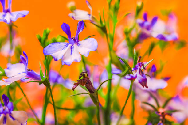 Blue Trailing Lobelia Sapphire flowers or Edging Lobelia