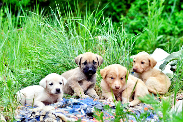 istock cute stray puppies pictured in a garbage dump 1241823617