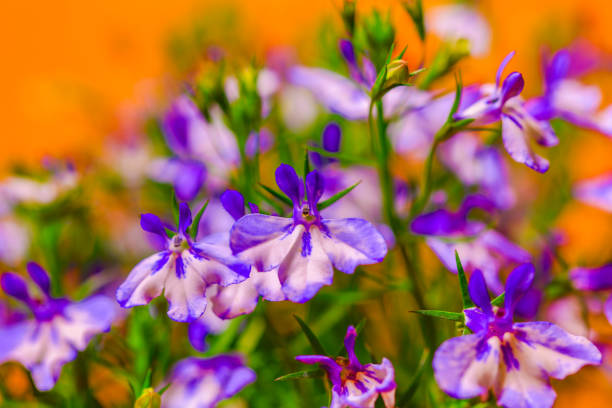 Detail of Bridges’ Gilia (also Purple-throat Gilia, Navarretia leptalea ssp. bicolor) in a high alpine meadow. North Lake Tahoe Area, Soda Springs, California.