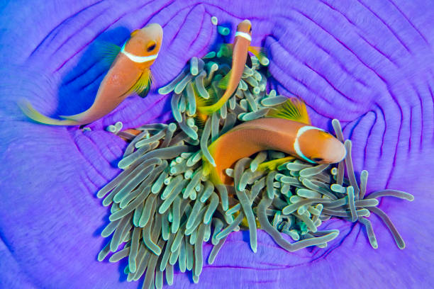 istock Blackfinned Anemonefish, Amphiprion nigripes 1241827569