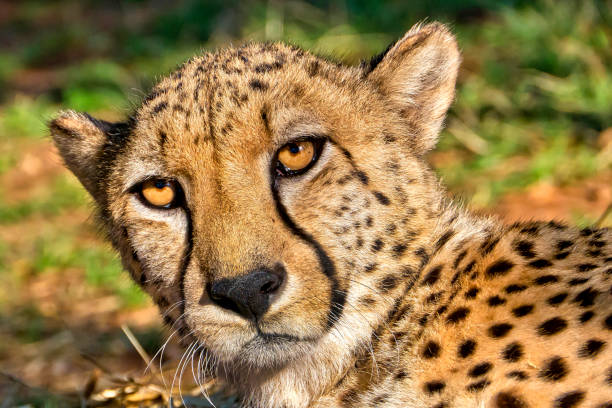 istock Cheetah, Acinonyx jubatus 1241827573
