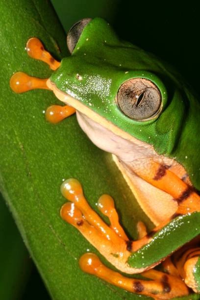 istock Tiger-Striped Leaf Frog, Callimedusa tomopterna 1241827586