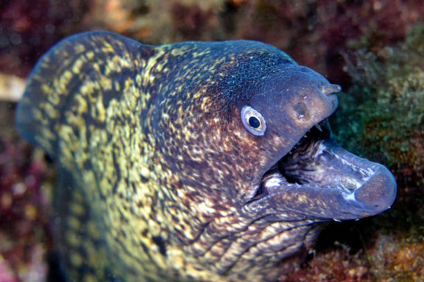 istock Mediterranean Moray, Muraena helena 1241828166