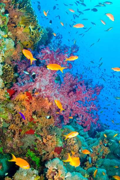 istock Coral Reef Underwater Landscape, Red Sea 1241828727