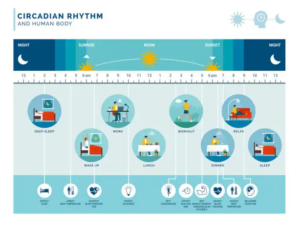 Vector illustration of Circadian rhythm and daily activities