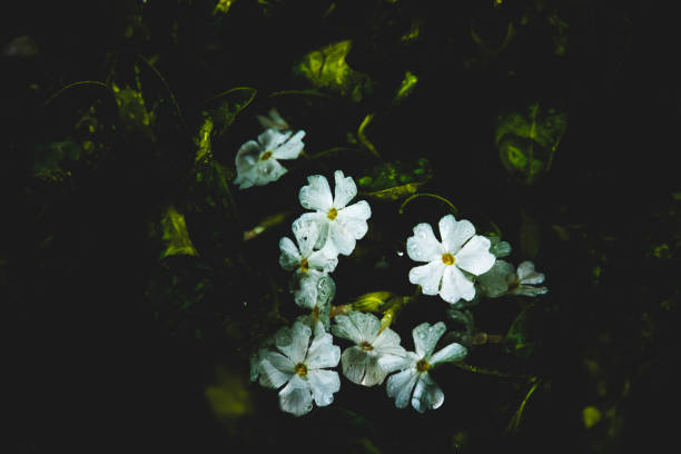istock White flower pattern on macro after rain, atmospheric shot 1241830393