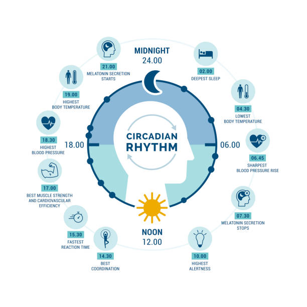 Circadian rhythm and sleep-wake cycle Circadian rhythm and sleep-wake cycle: how exposure to sunlight regulates hormones production and body processes during day and night sleeping icons stock illustrations