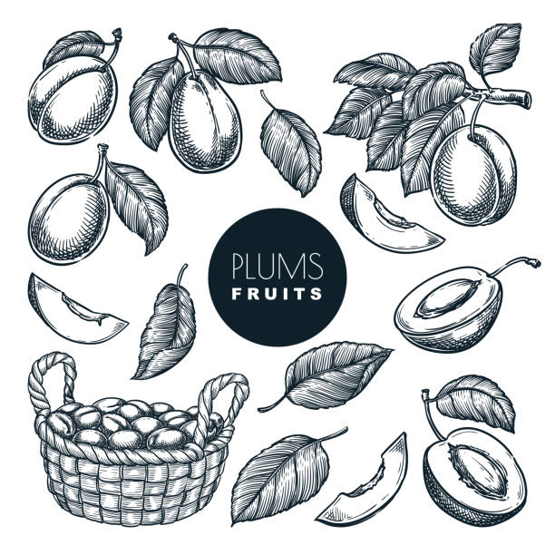 ilustraciones, imágenes clip art, dibujos animados e iconos de stock de ciruelas en cesta, ilustración vectorial de boceto. cosecha de frutas, elementos de diseño aislados de la agricultura de jardinería dibujada a mano - plum